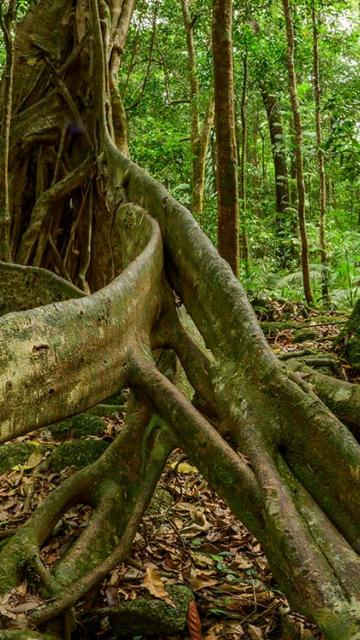 Amazing MGCC tree roots