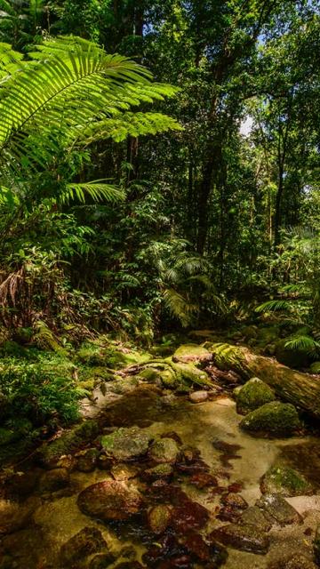 Stunning forest