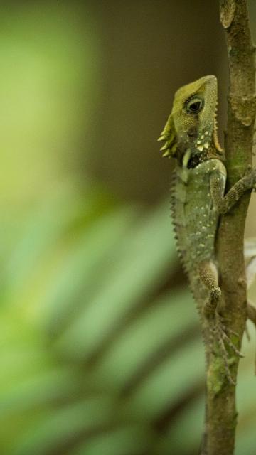 Mossman Gorge Cultural Centre Fauna